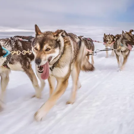 Hotelli Harriniva Adventure