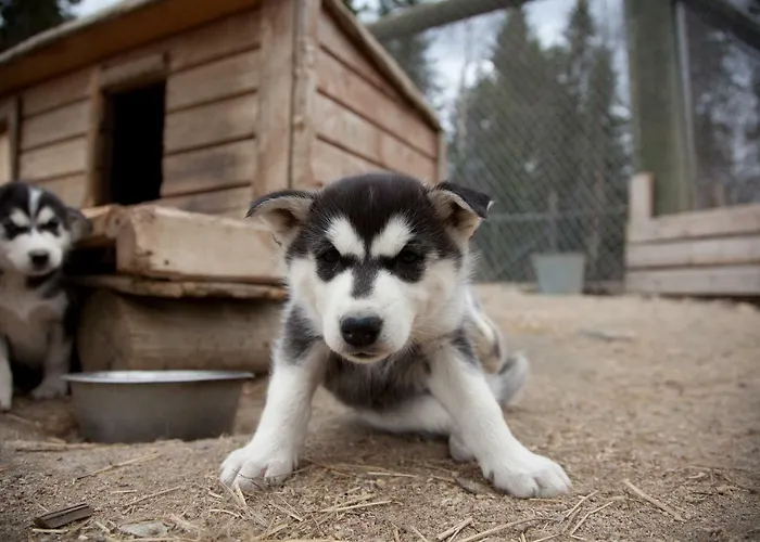 Harriniva Adventure Resort